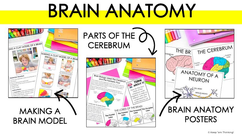 FUN WAYS TO CELEBRATE BRAIN AWARENESS WEEK 2 Brain unit preview showing brain models, cerebrum lessons, and anatomy posters