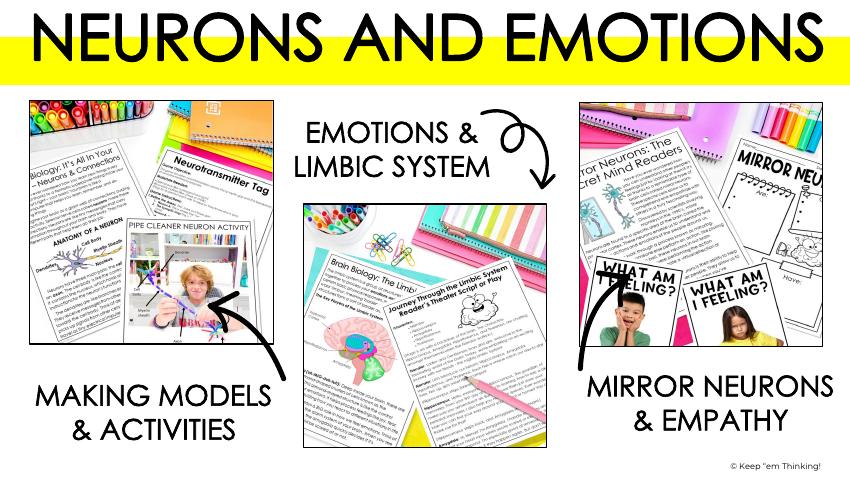 FUN WAYS TO CELEBRATE BRAIN AWARENESS WEEK 15 Brain unit preview showing neuron models, limbic system lessons, and emotions activities